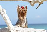 YORKSHIRE TERRIER 093